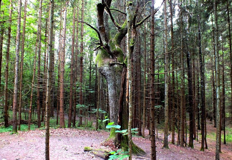 Old Mossy Tree in Forest
