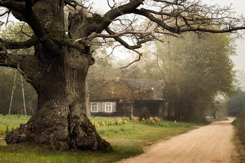 Old Oak Tree and Cabin