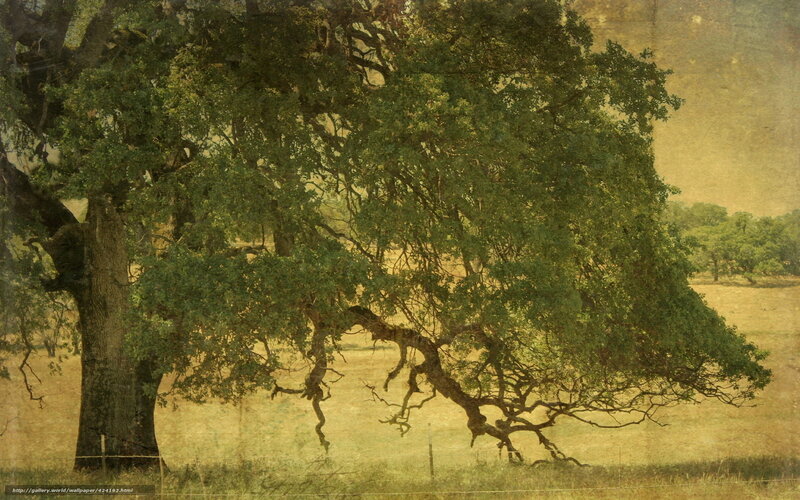 Old oak tree in a field