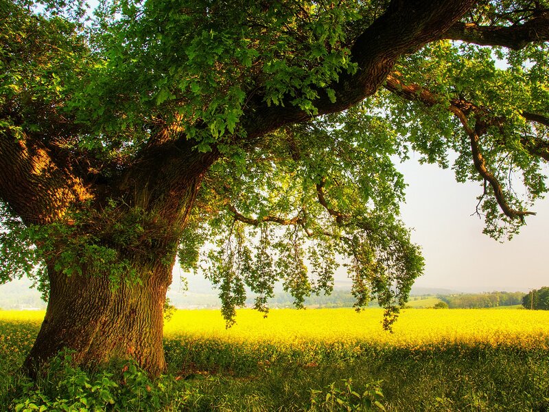 Old oak tree in a yellow field