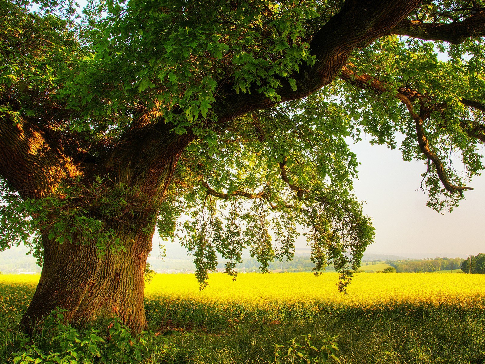Old oak tree in a yellow field