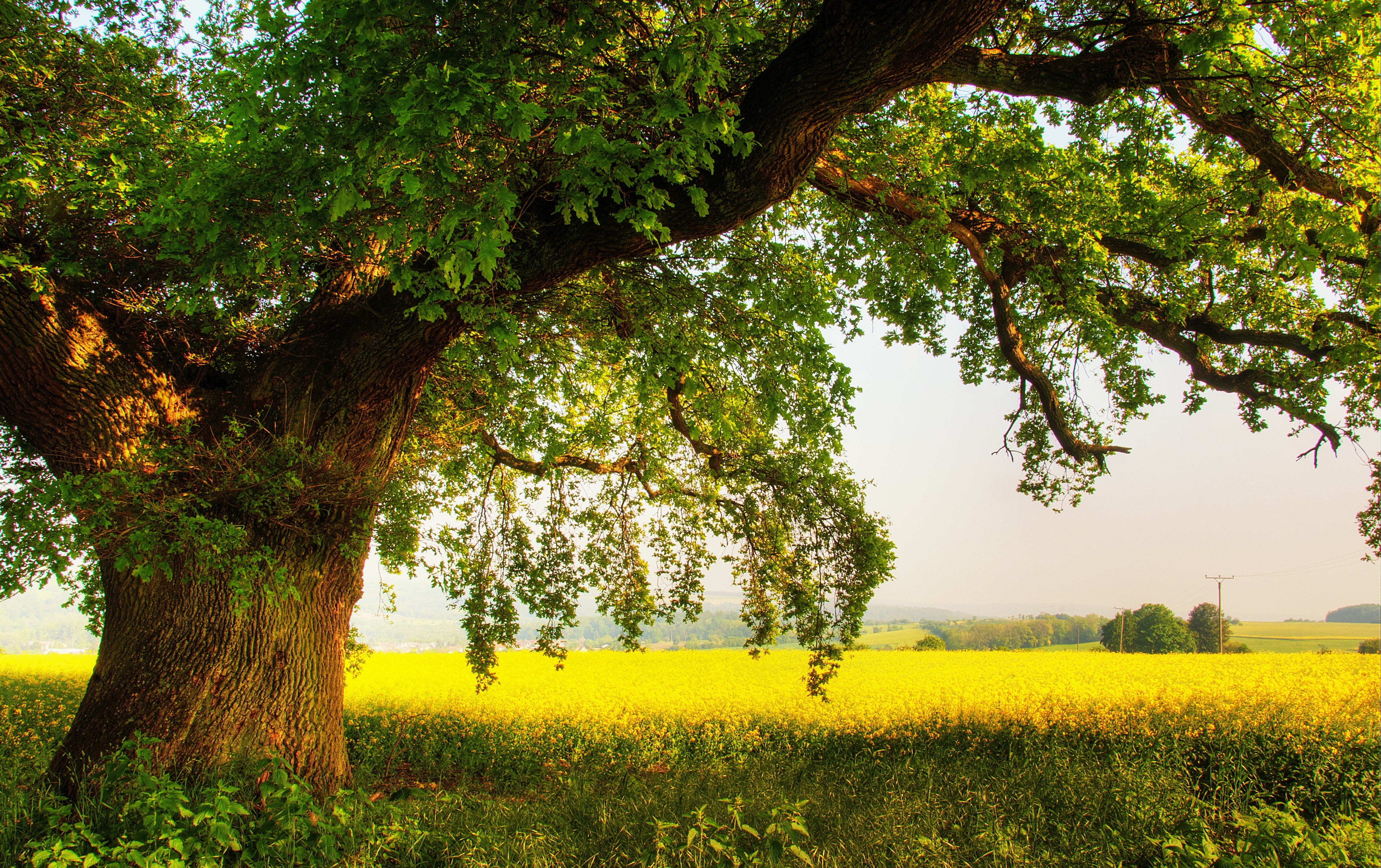 Old oak tree in a yellow field