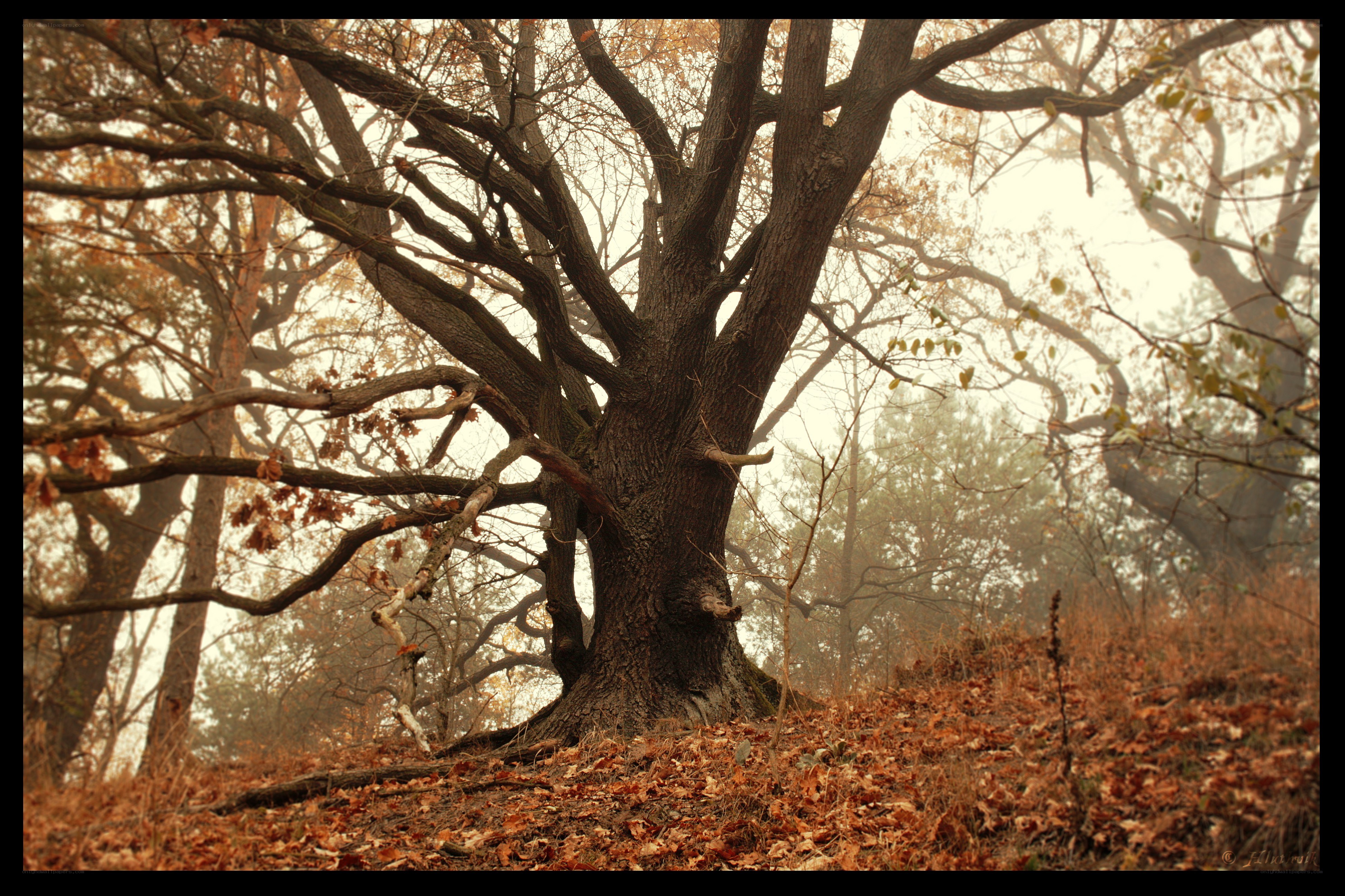 Old oak tree in autumn forest