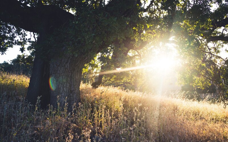 Old Oak Tree in Field — Green, Serene, Sunset