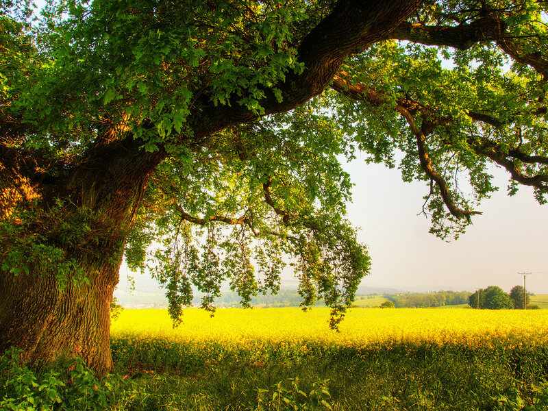 Old Oak Tree in Field — Green