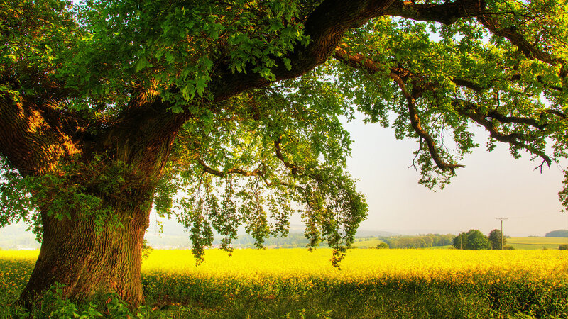 Old Oak Tree in Field