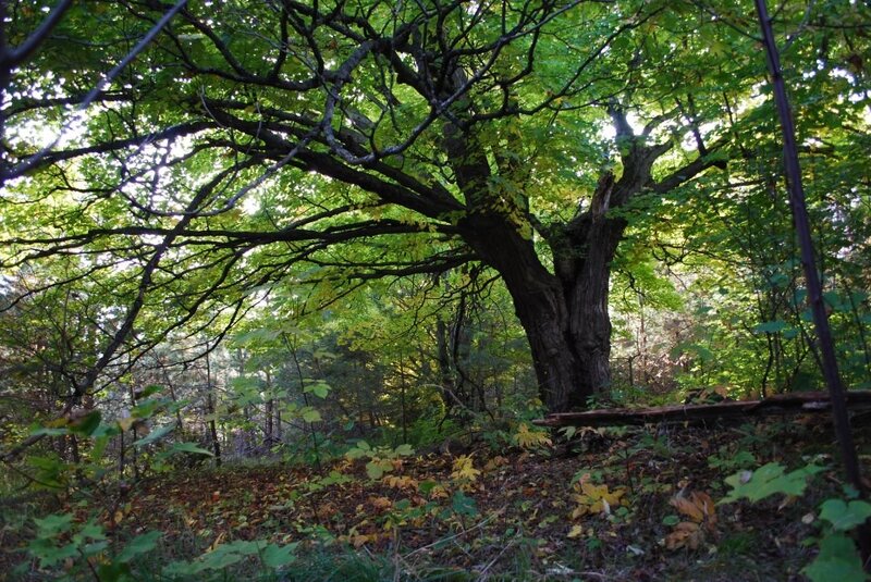 Old Oak Tree in Forest — Green, Serene, Autumn