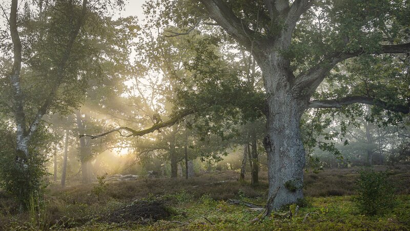 Old Oak Tree in Forest — Green, Serene