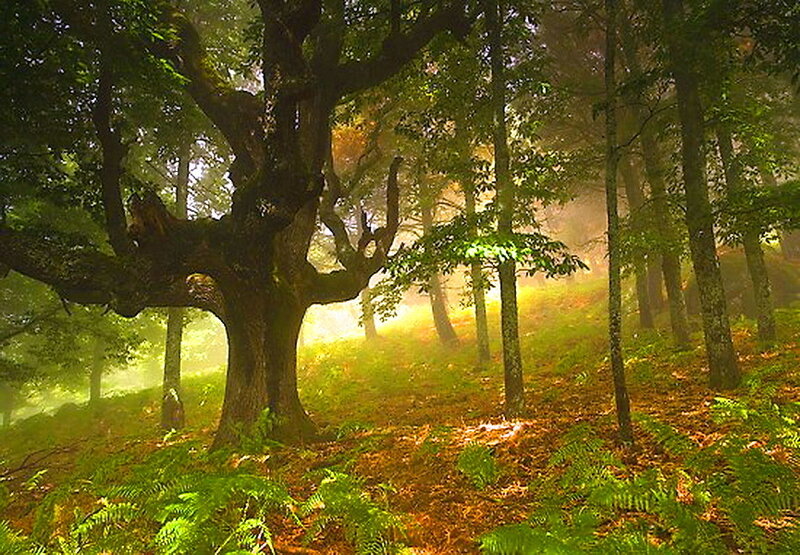Old Oak Tree in Forest — Green