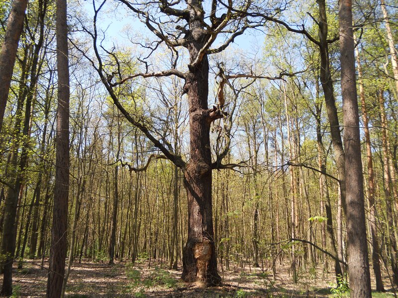 Old oak tree in forest