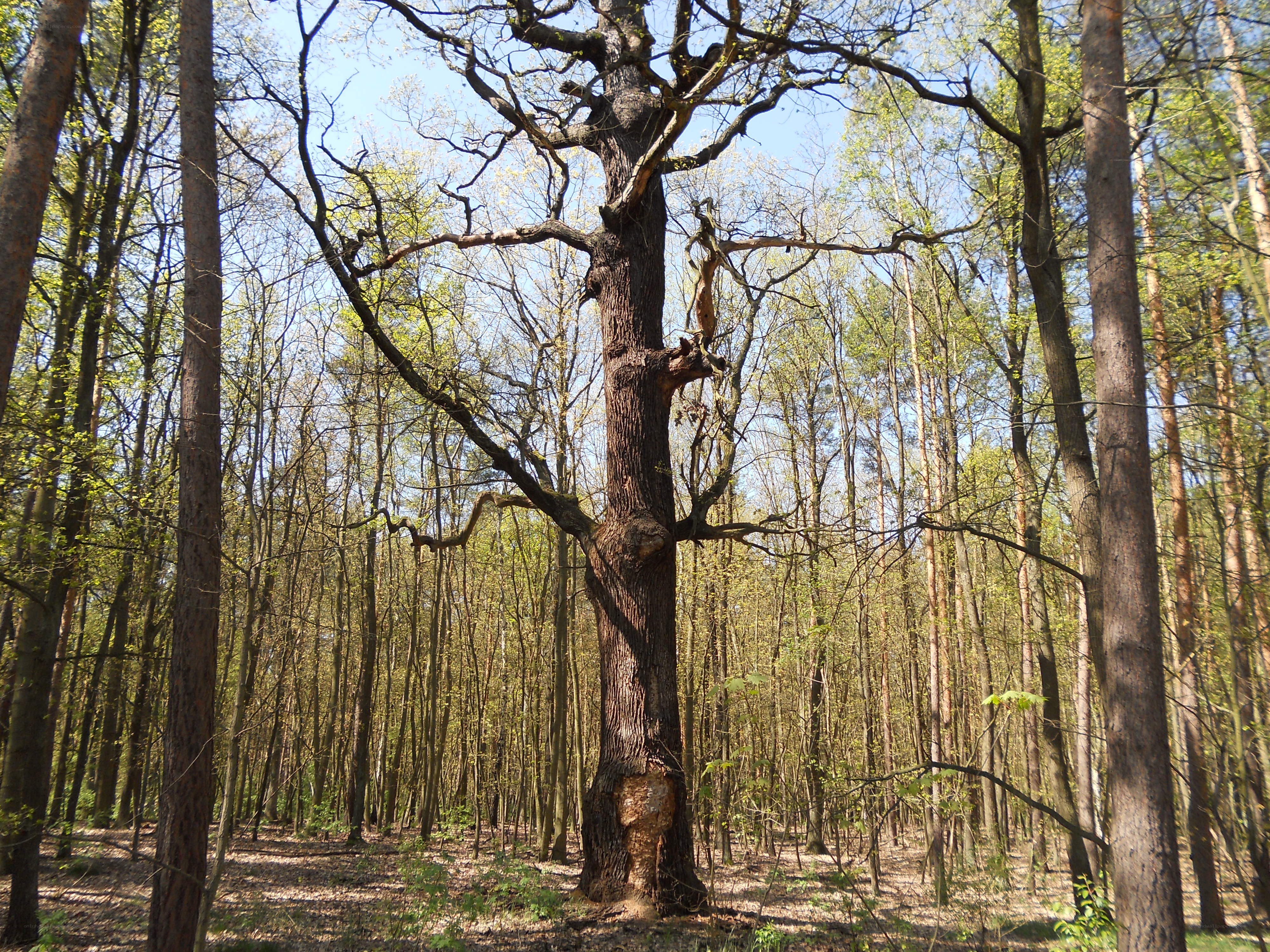 Old oak tree in forest