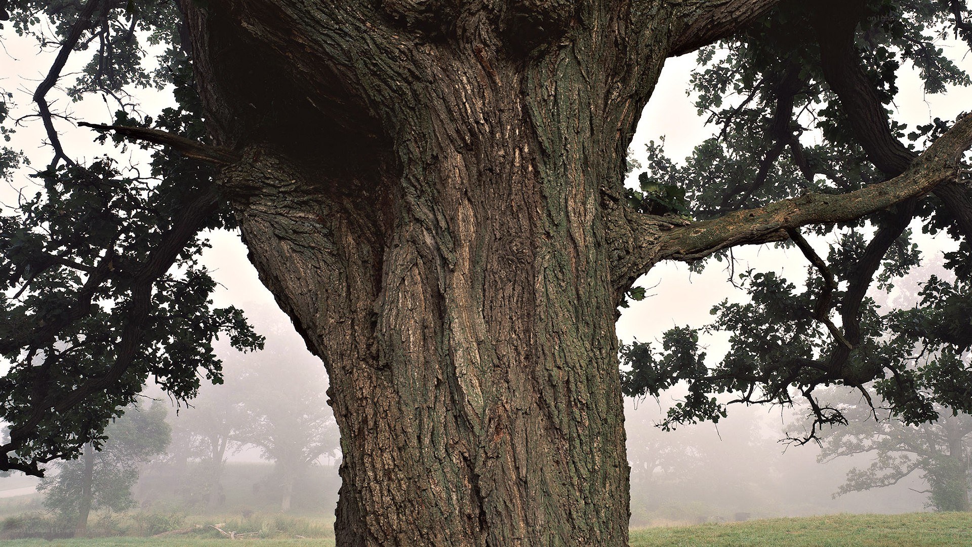 Old oak tree in misty forest