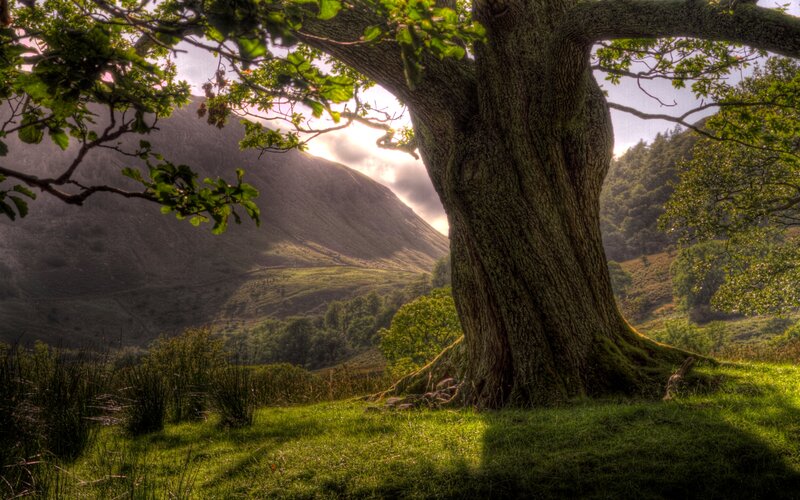 Old Oak Tree in Valley