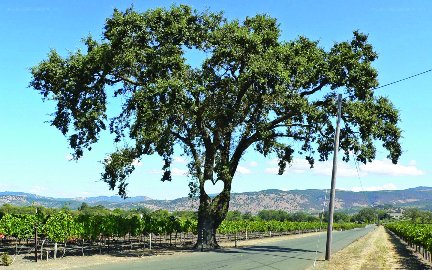 Old oak tree in vineyard