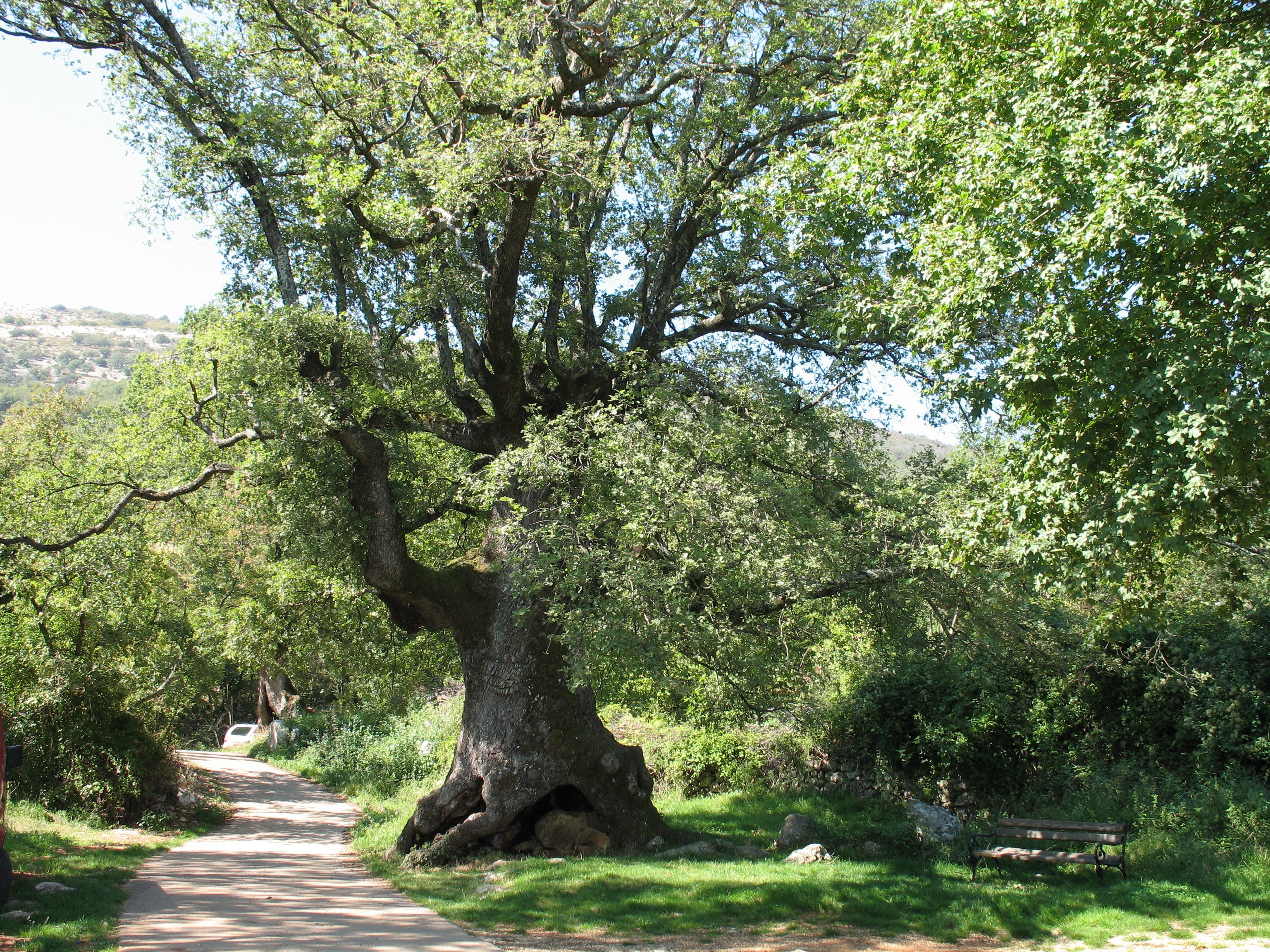 Old oak tree on a path