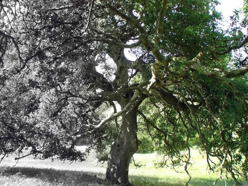 Old Oak Tree