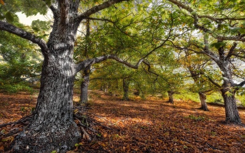 Old Oak Trees in Forest — Green