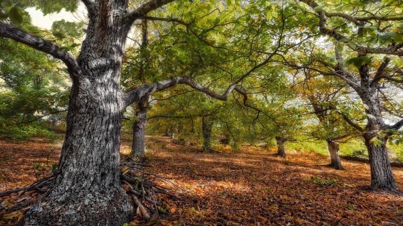 Old Oak Trees in Forest