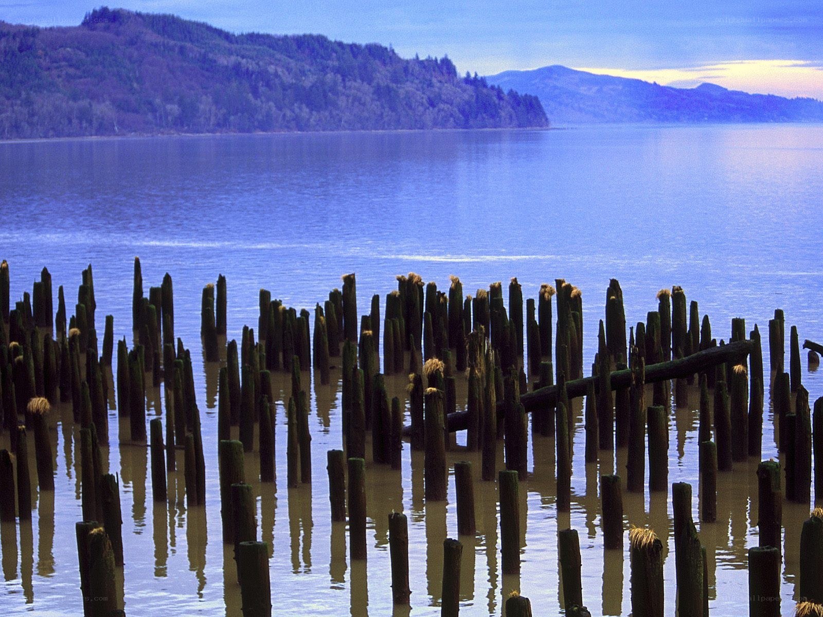 Old pilings in calm water