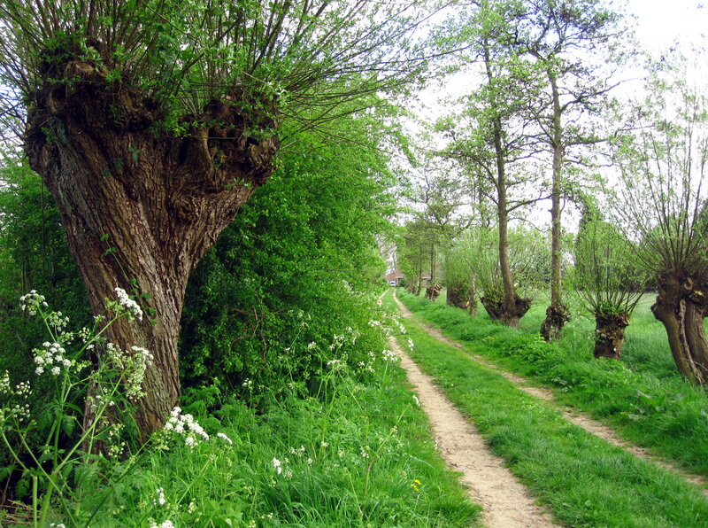 Old Pollarded Trees