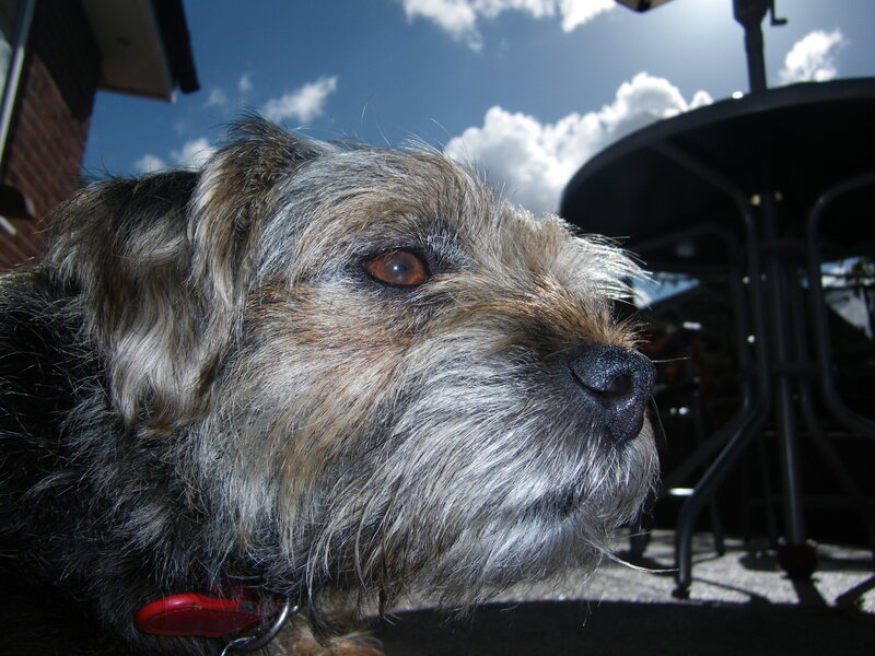 Old Scruffy Dog