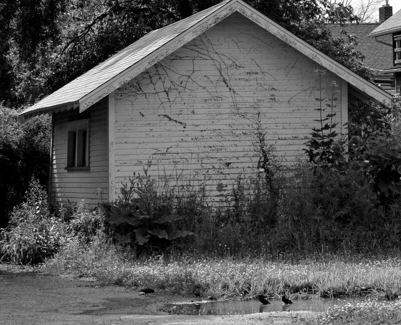 Old Shed with Birds