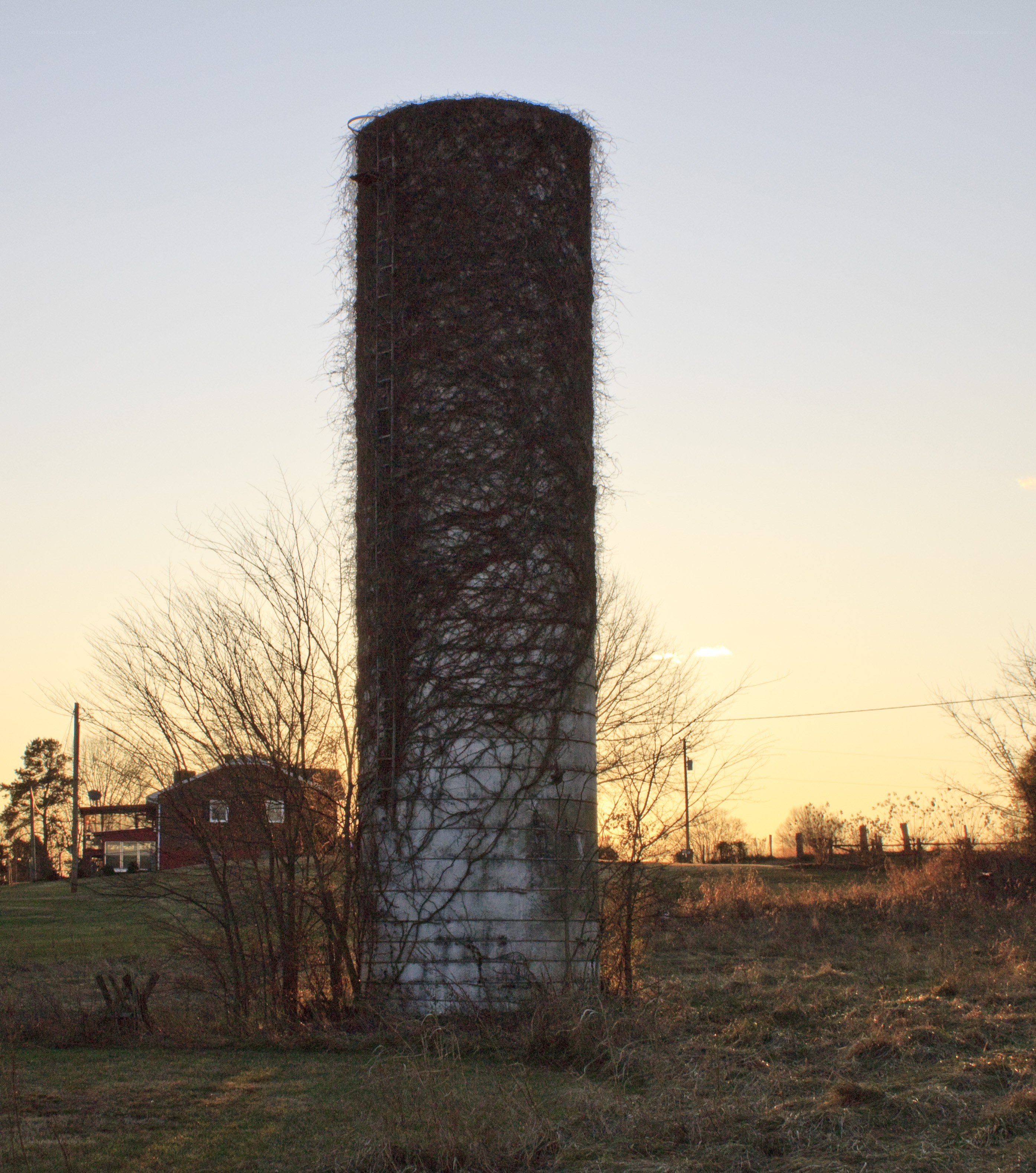 Old silo covered in ivy