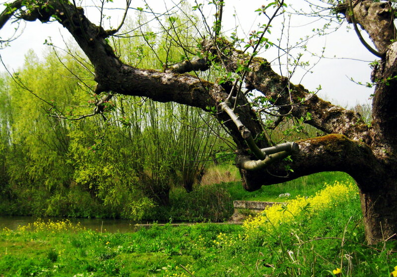 Old Tree by River