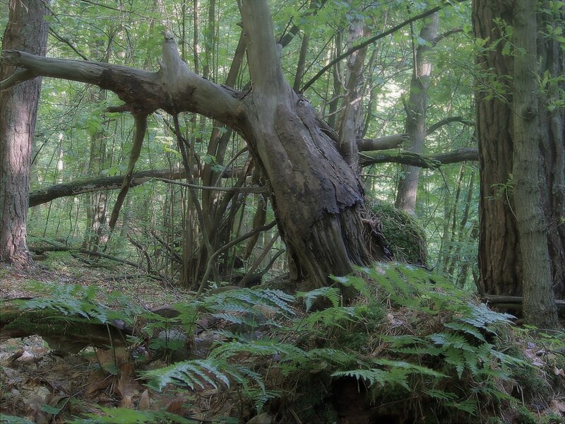 Old tree in a dense forest