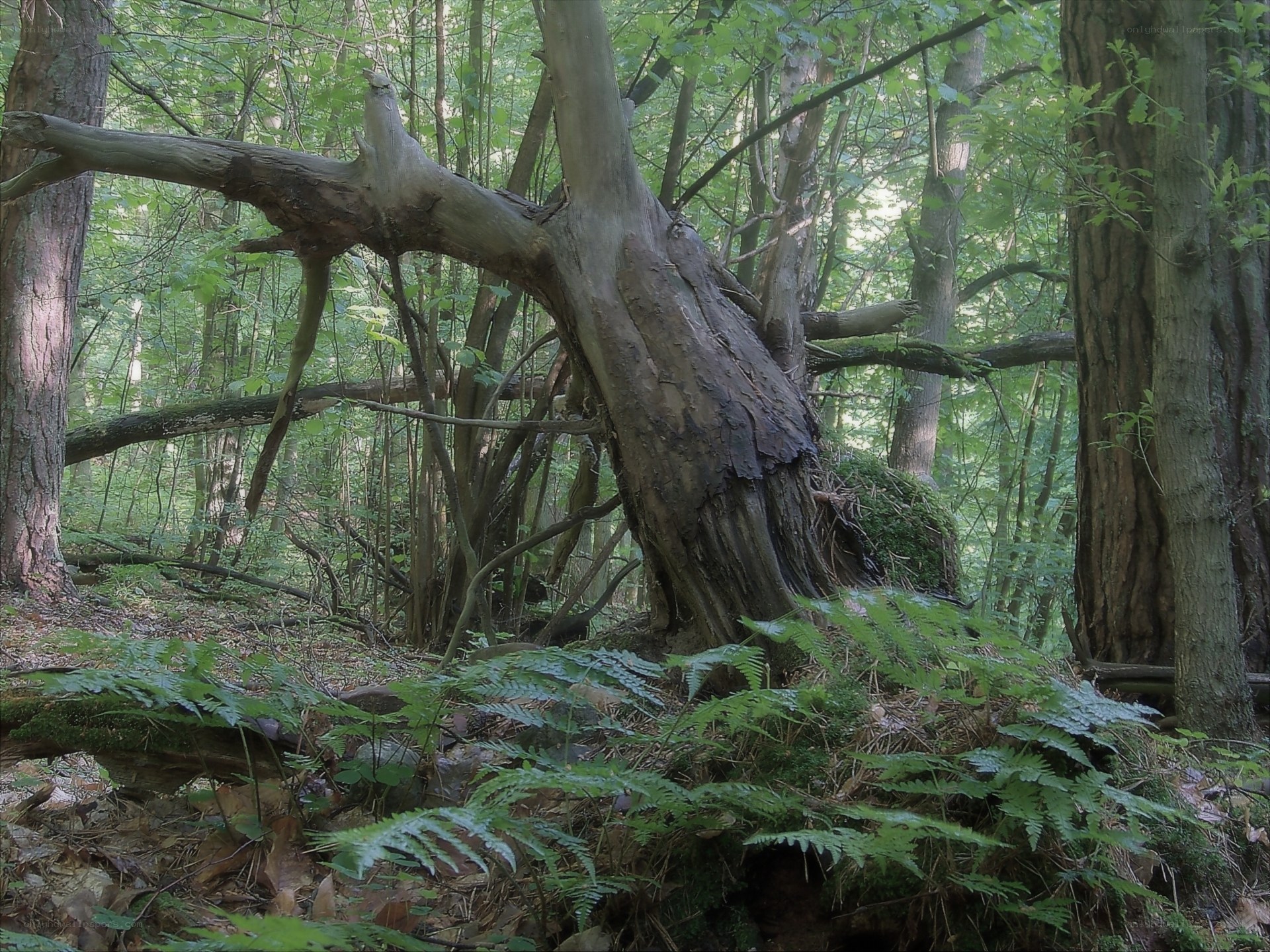 Old tree in a dense forest
