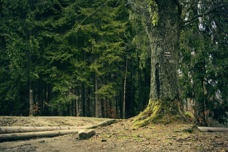 Old tree in a forest