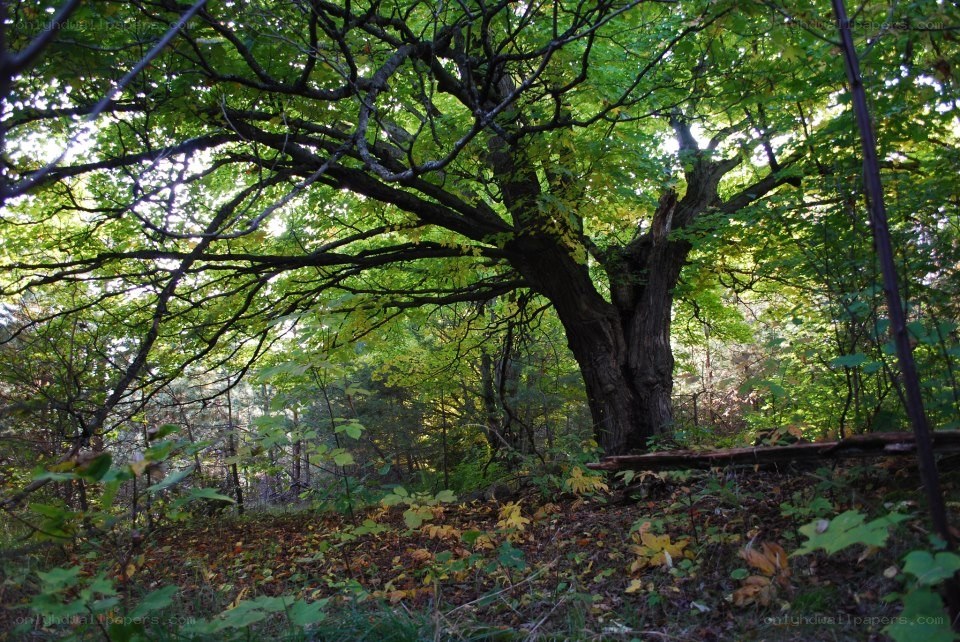 Old tree in a forest
