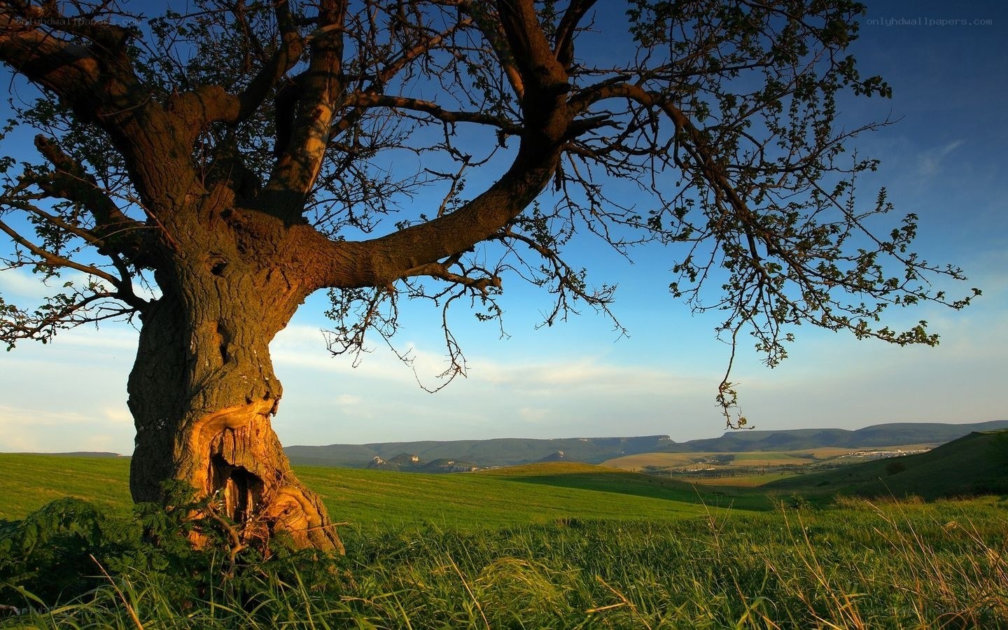 Old tree in a green field