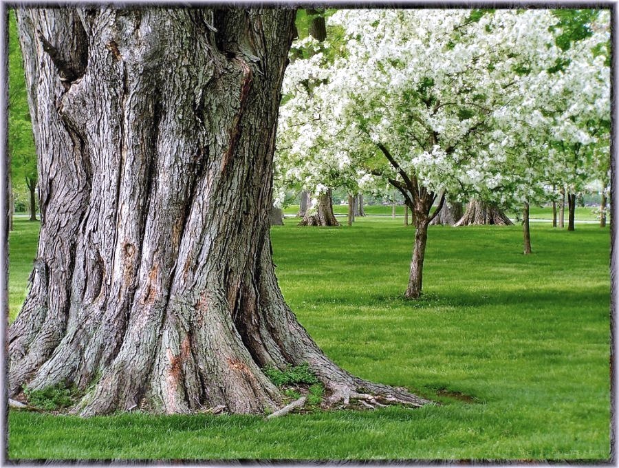 Old tree in a park
