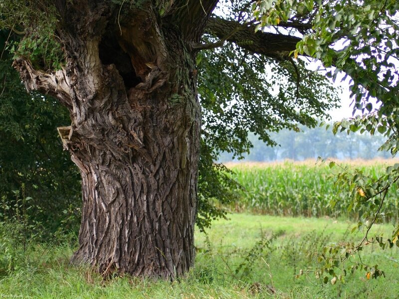Old tree in a rural landscape