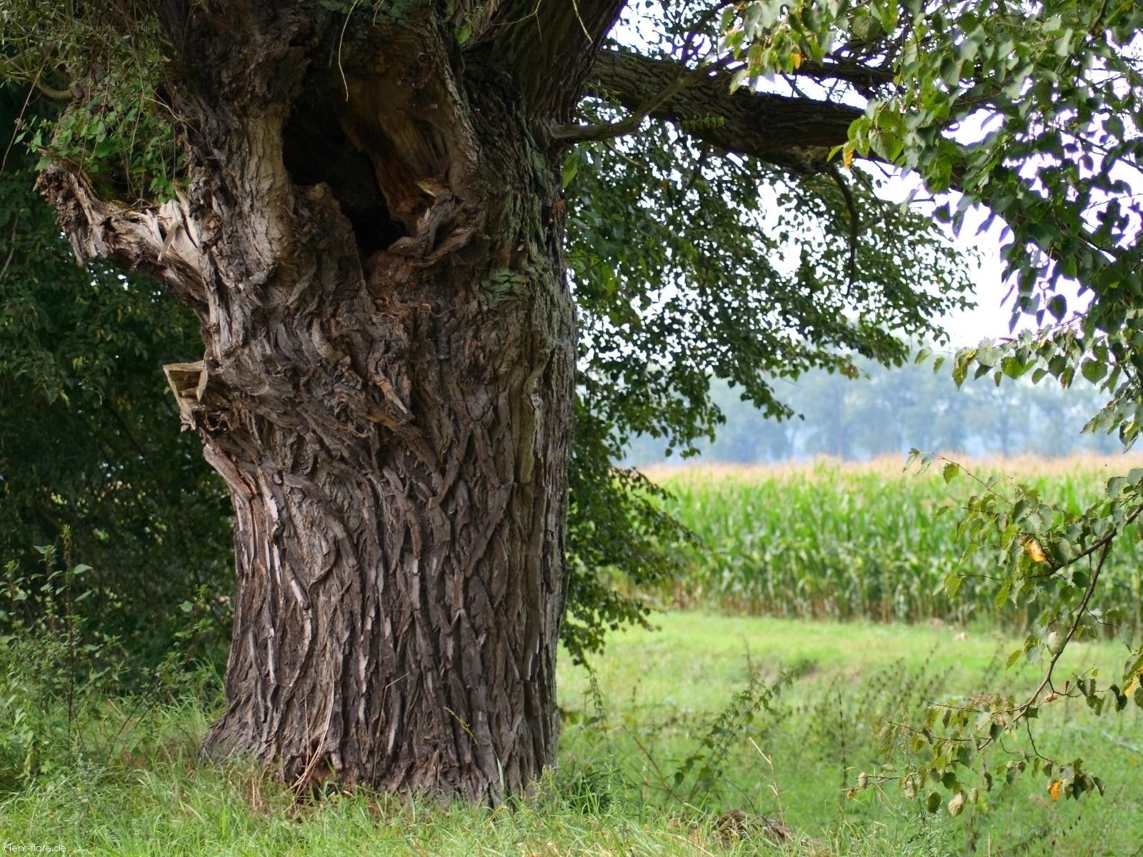 Old tree in a rural landscape