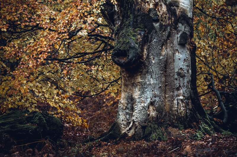 Old Tree in Autumn Forest