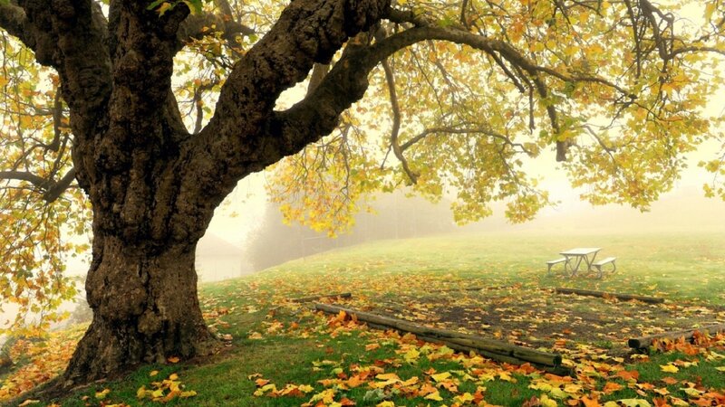 Old Tree in Autumn
