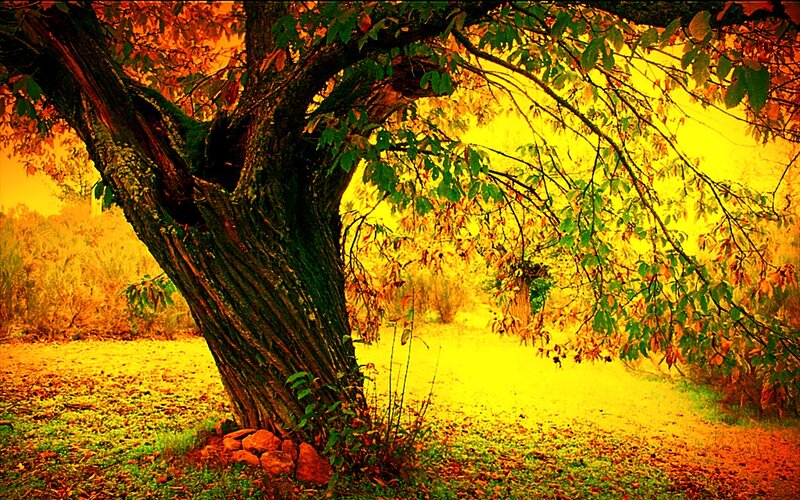 Old Tree in Autumn — Yellow