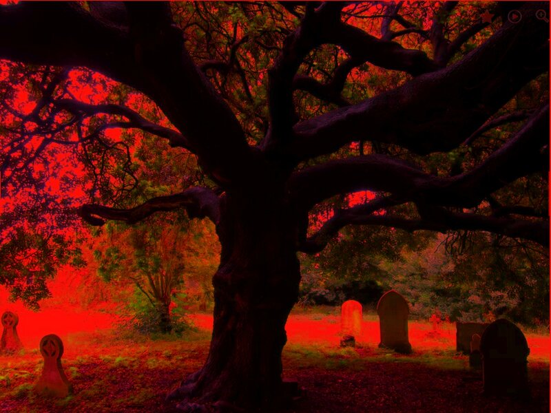 Old Tree in Cemetery