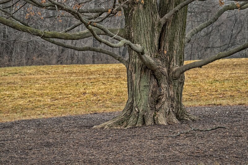 Old Tree in Field — Brown