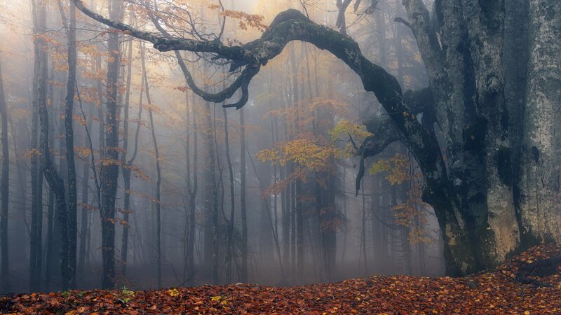Old Tree in Foggy Forest