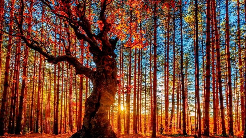 Old Tree in Forest — Orange, Dramatic