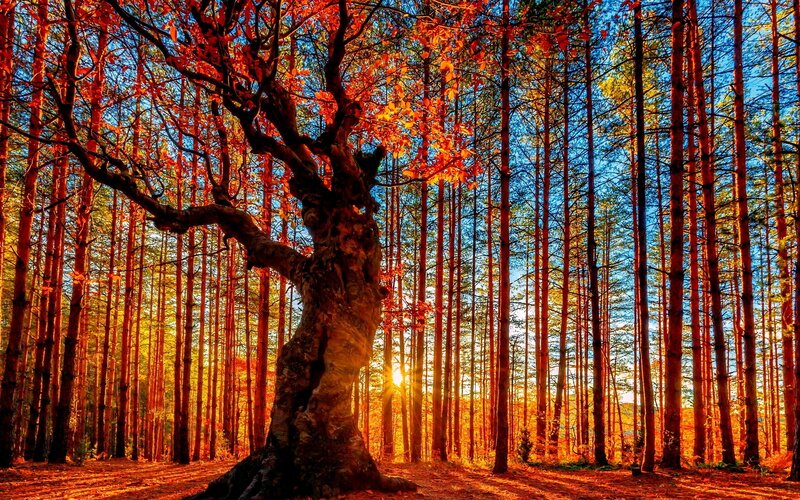 Old Tree in Forest — Red