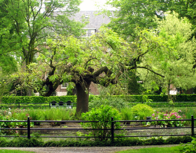 Old Tree in Garden