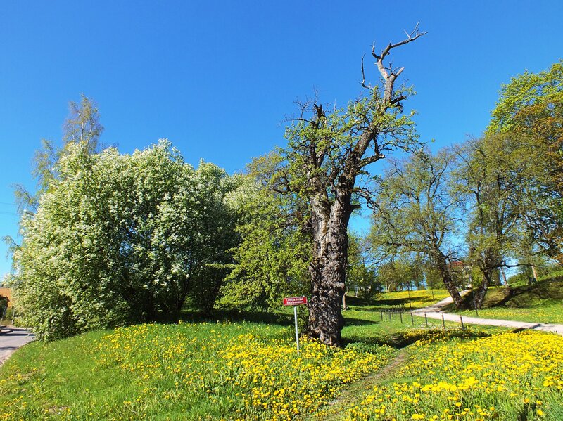 Old Tree in Meadow