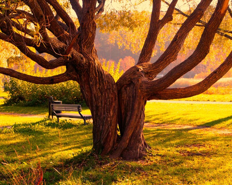 Old Tree in Park — Green, Serene