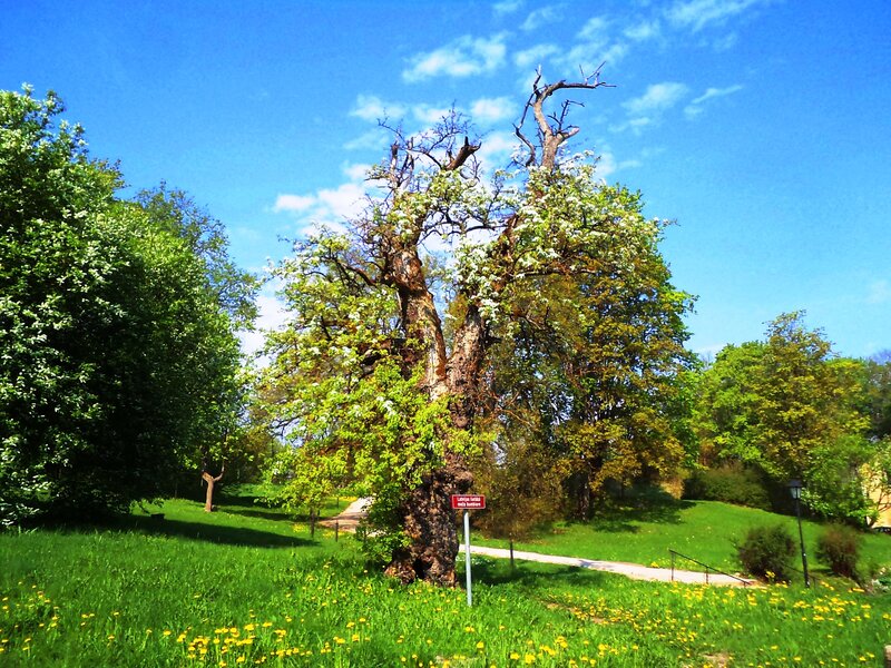 Old Tree in Park — Green