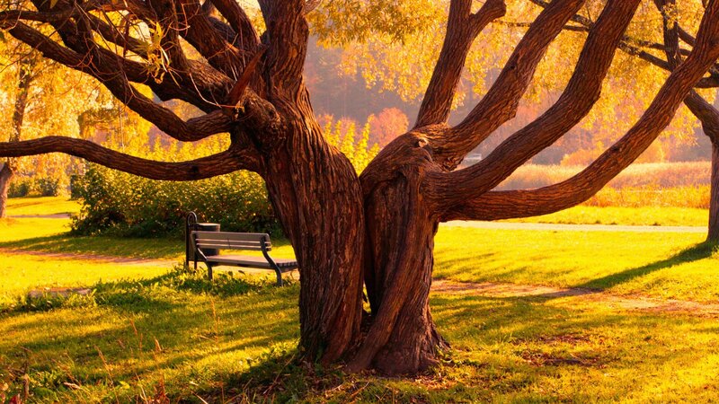 Old Tree in Park — Yellow