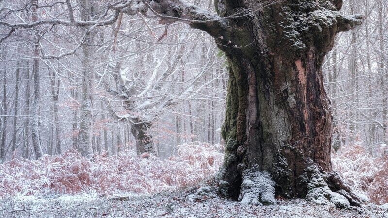 Old Tree in Snowy Forest